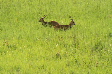 Two male Hog deer (Axis Porcinus) are sparring before a showdown to win a female.
Phu Khieo...