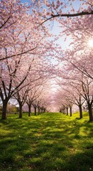 Obraz premium Pink cherry blossoms line a grassy path