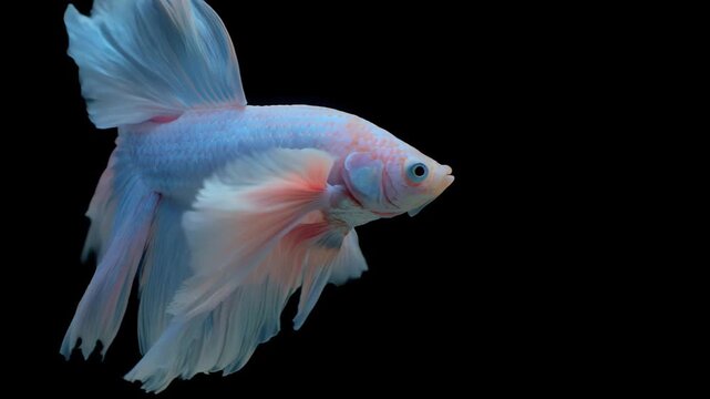 siamese fighting fish isolated on black