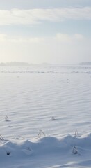 Snowy field, soft light