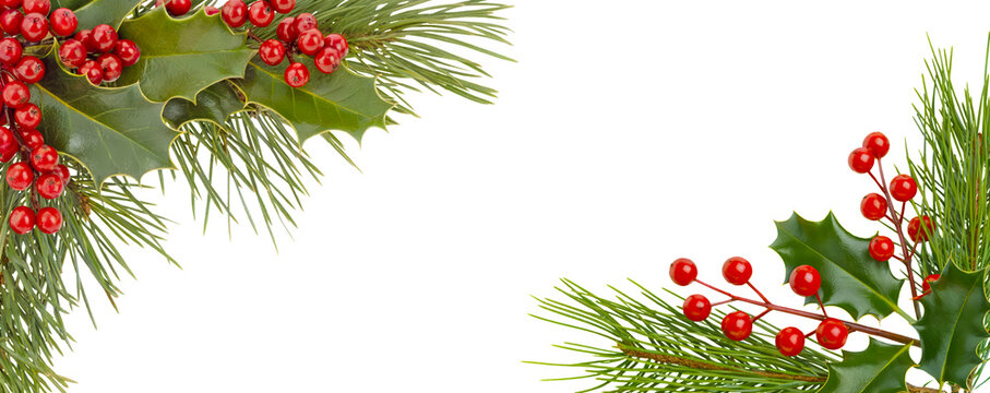Christmas holly and pine branch border corner design with red berries and green leaves, isolated on transparent background for festive overlays or card templates
