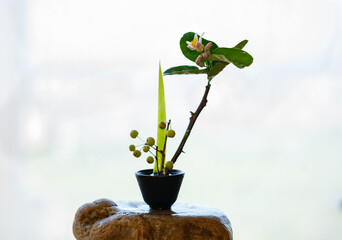 Zen flower arrangement with citrus flowers as the theme
