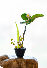 Zen flower arrangement with citrus flowers as the theme
