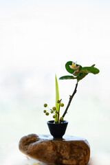 Zen flower arrangement with citrus flowers as the theme