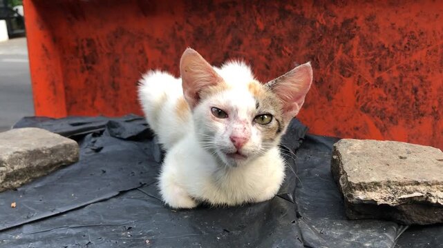 Stray cat resting on a black surface in an urban environment