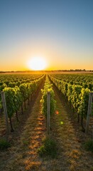 Vineyard rows at sunset