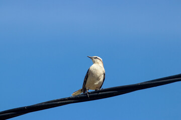 Pájaro con pecho blanco