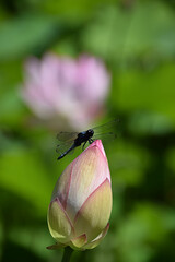 A dragonfly on pink lotus flower in midsummer / 真夏の蓮池でハスの花にとまるトンボ