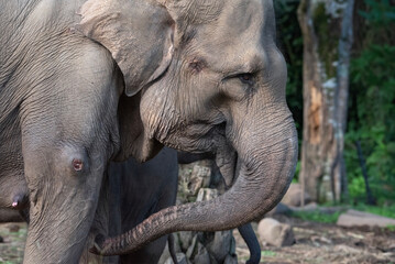 Sumatran elephants are in captivity