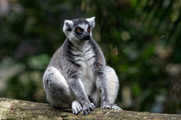 a Madagascar lemur is on a tree trunk