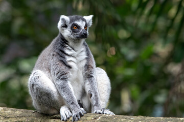 a Madagascar lemur is on a tree trunk