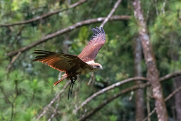 Brahminy kite eagle fly freely in the sky