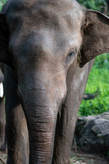 Sumatran elephants are in captivity