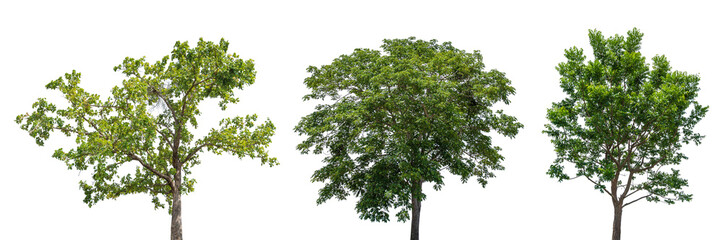 Set of green tree isolated on transparent background, PNG Format