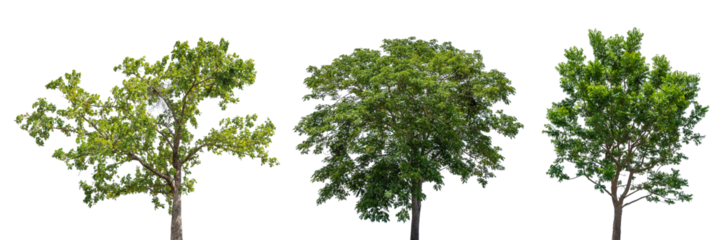 Set of green tree isolated on transparent background, PNG Format