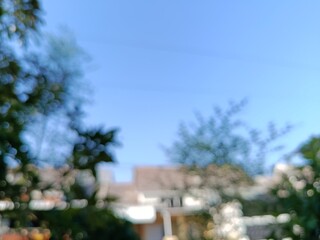 blurry green leaves on the sky background