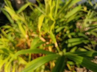 blurry green grass growing in the garden