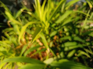 blurry close up of fern leaves