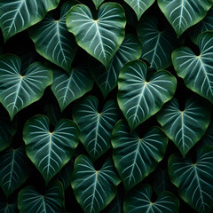 Heart Shaped Dark Green Leaves with Veins | Overlapping Wavy Foliage on Black Background | Minimalist Botanical Nature Background  