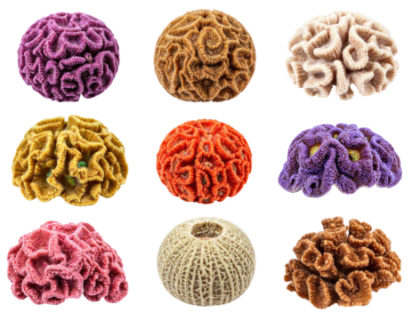 Compilation of Colorful Coral Specimens Isolated on a Transparent Background Featuring Diverse Shapes and Textures Showcasing Marine Biodiversity