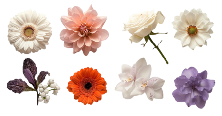 Eight flowers isolated on a transparent background. Use for graphic design, web design, backgrounds, and wedding invitations.
