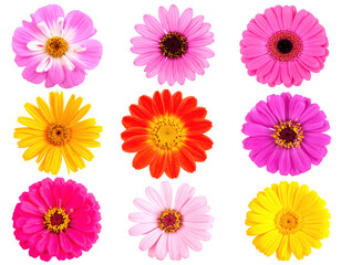 Compilation Of Colorful Gerbera Daisies Blooming In Various Hues Against A Transparent Background Showcasing Petal Details And Floral Arrangement