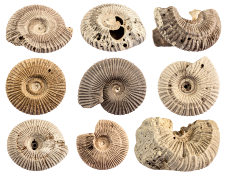 Compilation of fossil coral specimens showcasing intricate spiral patterns and textures against a transparent background with variations of brown and gray tones detailing ancient geological structures