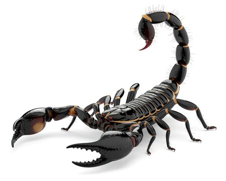 Detailed Black Scorpion with Curved Tail and Sharp Claws on White Background
