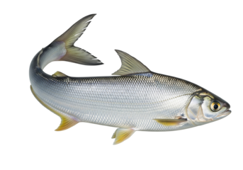 Fresh fish isolated on white background showing full body in clear detail