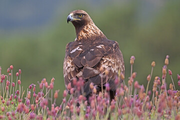 A powerful golden eagle in the mountain on spain