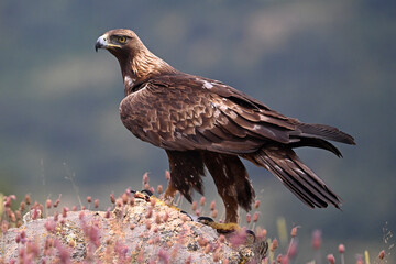 A powerful golden eagle in the mountain on spain