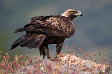 A powerful golden eagle in the mountain on spain