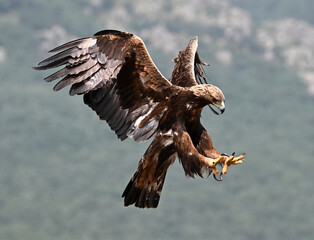 a powerful golden eagle in spain