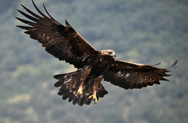A powerful golden eagle in the mountain on spain