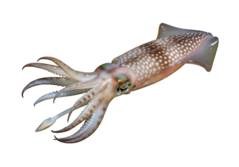 Fish isolated on white background showing full body in clear detail