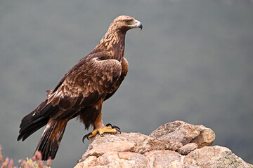 A powerful golden eagle in the mountain on spain