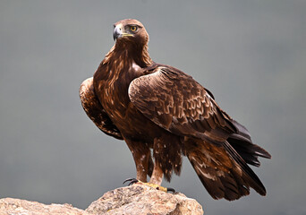 A powerful golden eagle in the mountain on spain