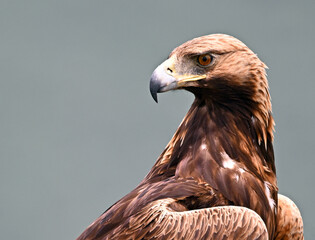 a powerful golden eagle in the mountain on spain