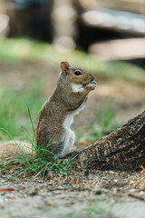 Close-Up of Squirrel Eating on a Sunny Day in Nature