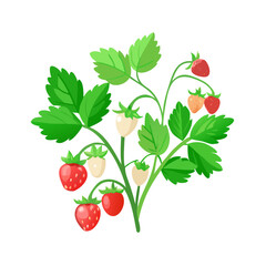 Lush strawberry plant displaying unripe berries and vibrant green foliage against a clean white background for botanical studies.