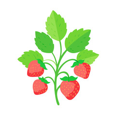 Lush strawberry plant displaying unripe berries and vibrant green foliage against a clean white background for botanical studies.