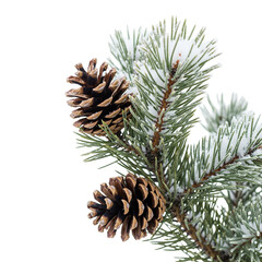 Fototapeta premium pine cones on white background