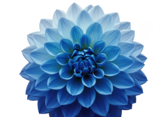 Close up of a vibrant blue dahlia flower with intricate petal layers isolated on transparent background