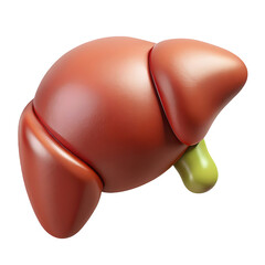3D Human liver - 3d rendering of the human liver and gallbladder