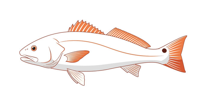 Detailed depiction of a redfish, showcasing its unique features and graceful silhouette, rendered in a refined illustration style