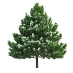 Lush green pine tree standing tall against a clear background, symbolizing nature and tranquility