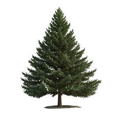 Lush Green Pine Tree Standing Tall in a Clear Background, Ideal for Nature and Landscape Projects