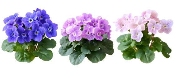 Three African Violet Plants in Full Bloom with Diverse Shades Against a Transparent Background