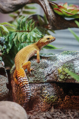 Leopard gecko basking on a textured rock surrounded by vibrant green foliage in an indoor habitat....