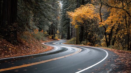 Obraz premium A winding asphalt road curves through a redwood forest in autumn. 